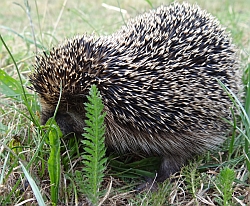 Igel