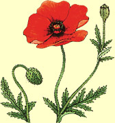 Papaver