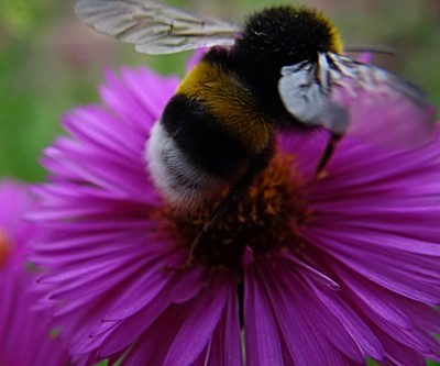 Herbstaster mit Hummel