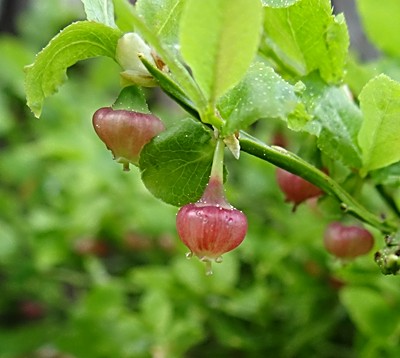 Heidelbeerblüte