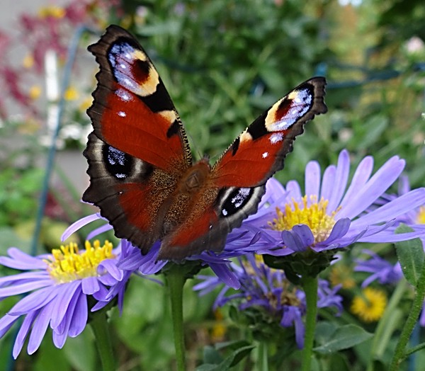 Herbstaster mit Tagpfauenauge