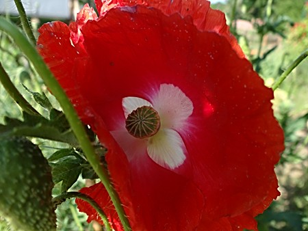Mohn pink
