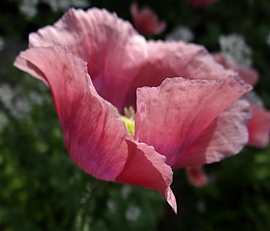 Schlafmohn