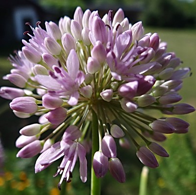 Schnittknoblauch