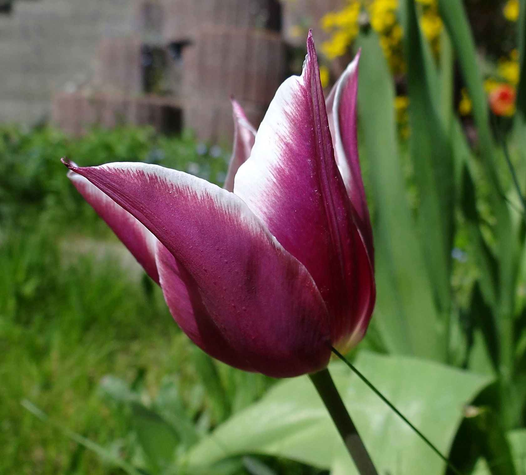 Tulpe