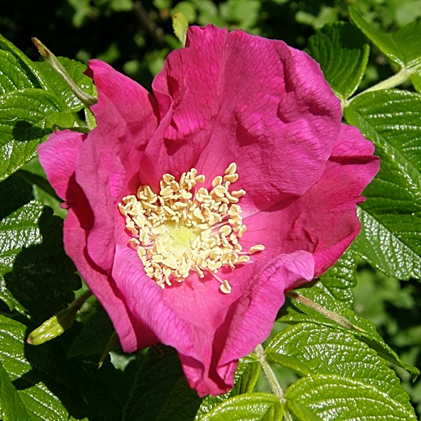 Essigrose