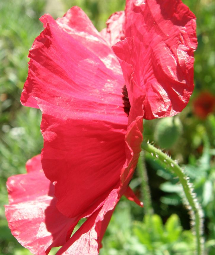 Mohn