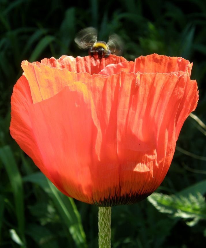 Mohn