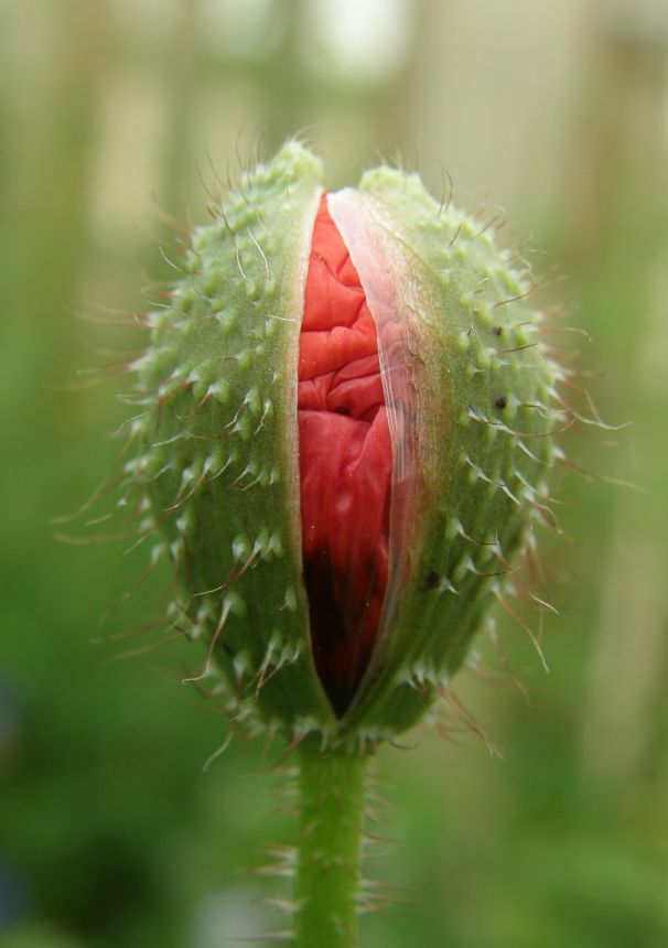Mohn