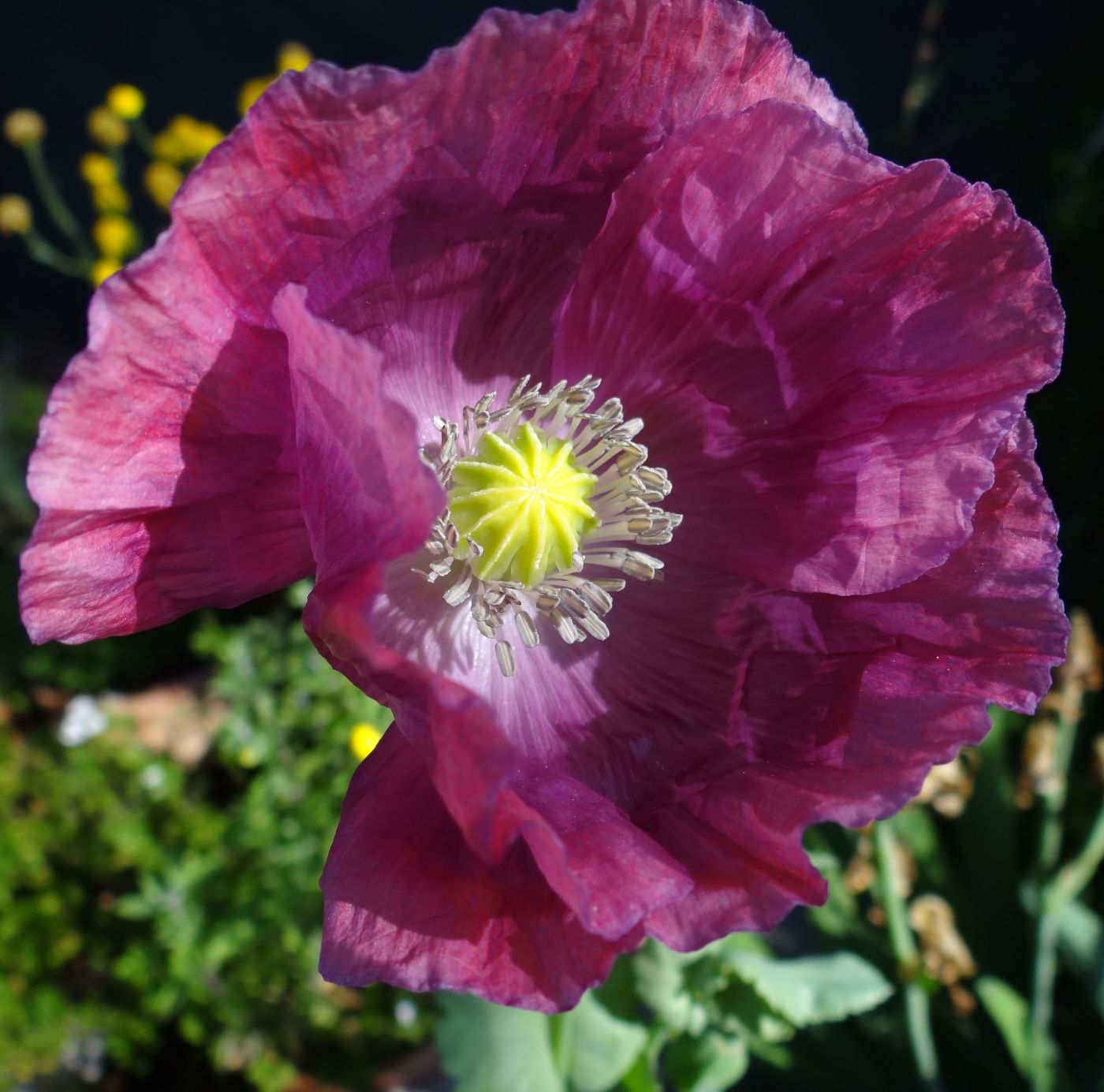 Schlafmohn