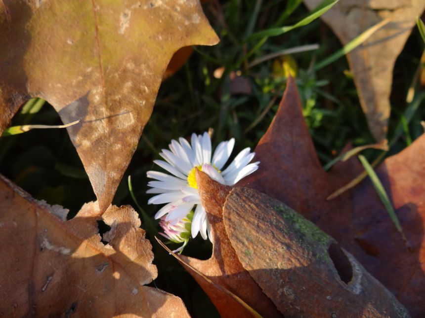 Gänseblümchen im Herbst