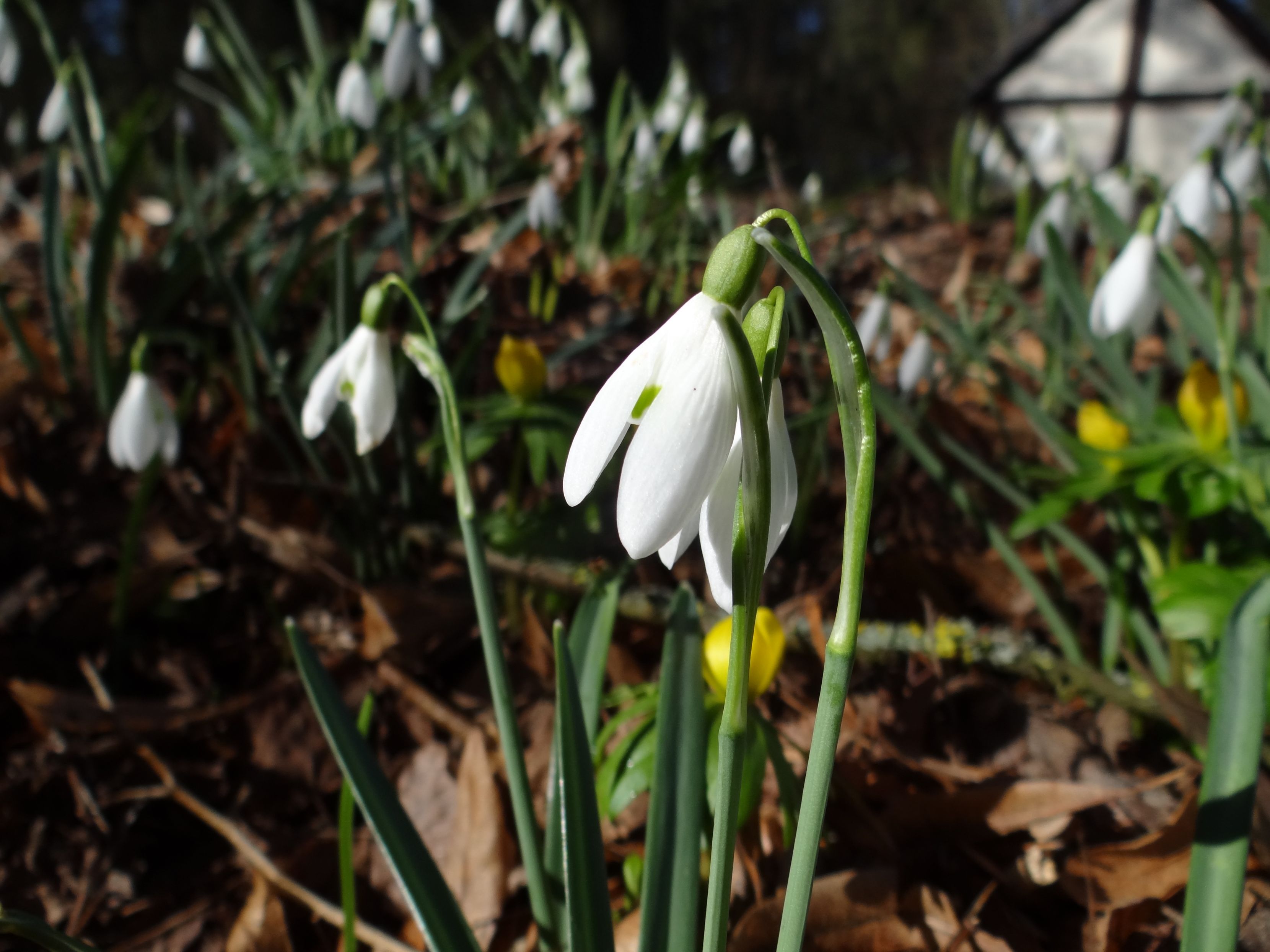 Schneeglöckchen und Winterlinge