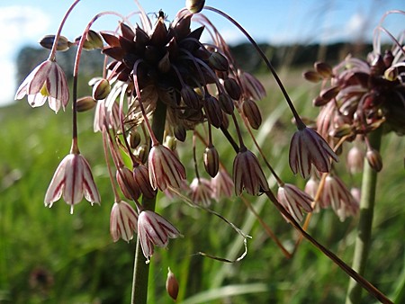 Kohl-Lauch in Blüte