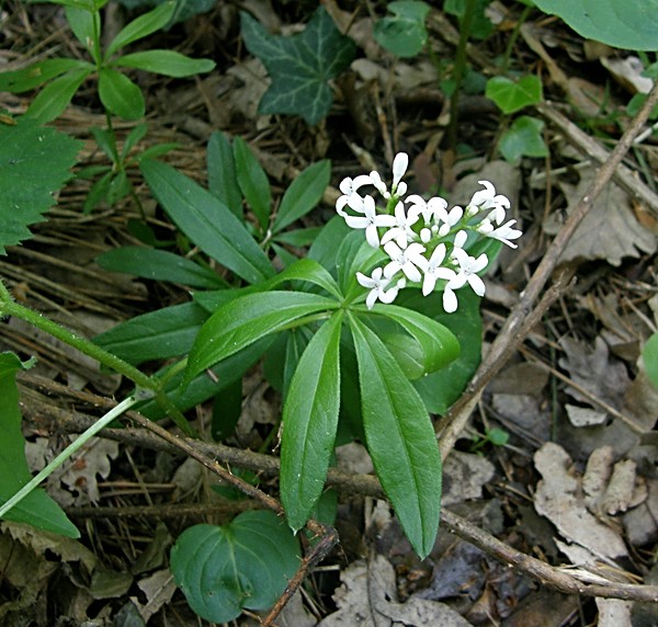 Waldmeister