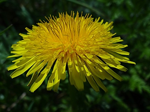 Löwenzahnblüte