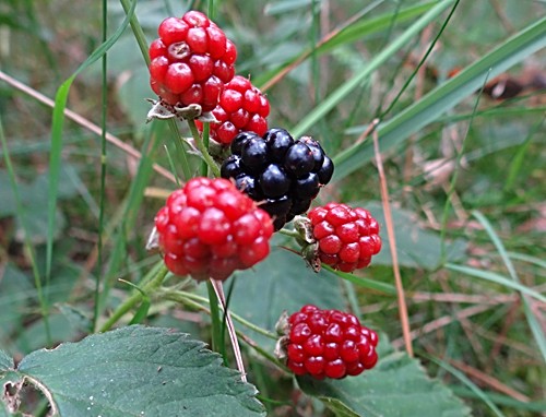 Brombeeren