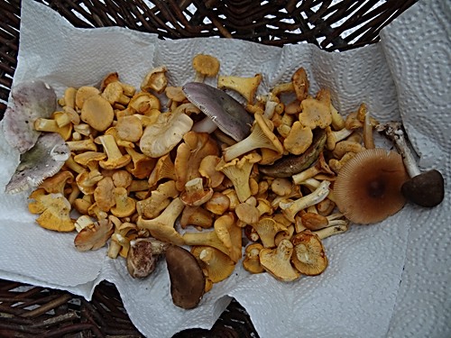 Sommerpilze