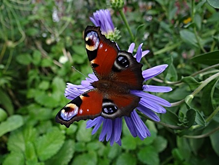 Herbstaster mit Tagpfauenauge