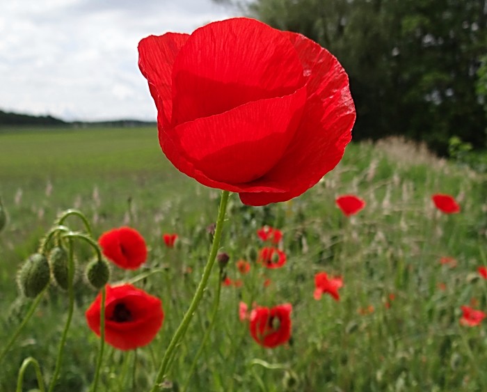 Mohn