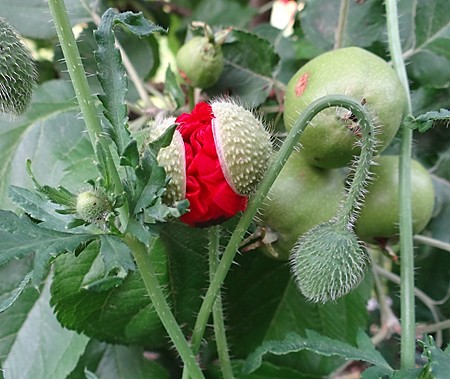 Garten und Natur