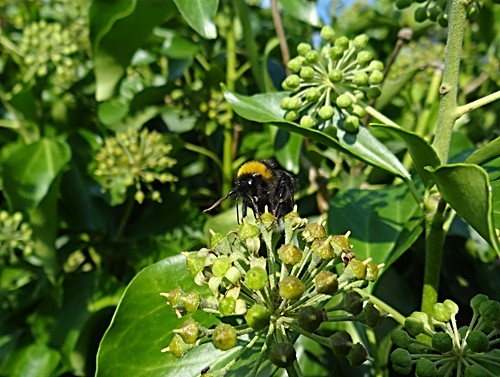 Hummel auf blühendem Efeu